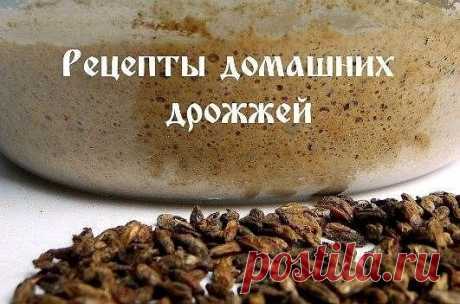 Берут 100-200 грамм изюма, промывают тёплой водой, помещают в бутылку с широким горлышком, заливают тёплой водой, добавляют немного сахара, завязывают сверху марлей в 4 слоя и ставят в тёплое место. На 4-5-е сутки начнётся брожение, и можно ставить тесто. Оно должно быть душистым и некислым. 
Заливают хмель горячей водой (1:2) и кипятят в кастрюле. Если хмель всплывает, его топят в воде ложкой. Когда вода испарится настолько, что отвара останется вдвое меньше первоначал