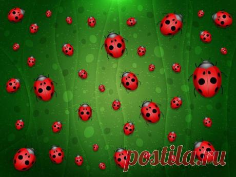 божья коровка картинки: 33 тыс изображений найдено в Яндекс.Картинках