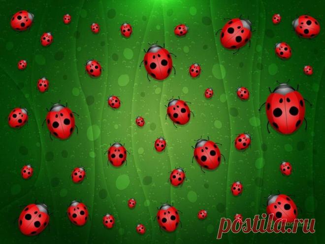 божья коровка картинки: 33 тыс изображений найдено в Яндекс.Картинках