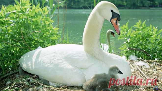 медитация природа - Поиск в Google