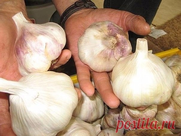 ОСНОВНЫЕ ХИТРОСТИ ПОСАДКИ ЧЕСНОКА НА ЗИМУ ДЛЯ ПОЛУЧЕНИЯ БОЛЬШОГО УРОЖАЯ 

 КОГДА ПРОИЗВОДИТЬ ВЫСАДКУ 
Посадка чеснока под зиму делается по универсальной технологии. Важно 
учесть период начала наступления холода. Примерно за две-три недели до 
предполагаемой даты производят высадки. Чеснок сажают на глубину около 4
сантиметров. На территории России или в европейских государствах этим 
периодом является конец сентября – начало октября. Там, где 
климатическая зима начинаетс...