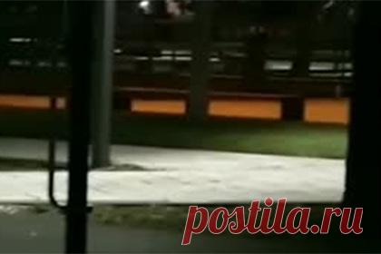 В российском городе хулиганы избили страусов и попали на видео. В Славянске-на-Кубани двое хулиганов ночью забрались в клетку к страусам и стали издеваться над птицами. Они бросали в них камни, били по ногам и поливали газировкой. Случившееся заснял на видео случайный прохожий. Директор центра дополнительного образования, где содержатся птицы, пообещала принять меры.