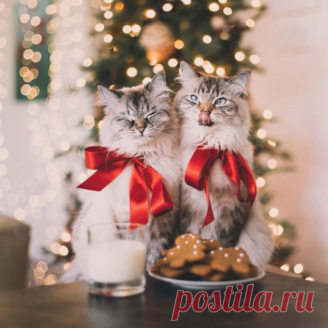Новых планов и идей, новых радостных затей! 
Пусть подарит Новый год жизнь, где каждый день везет!
