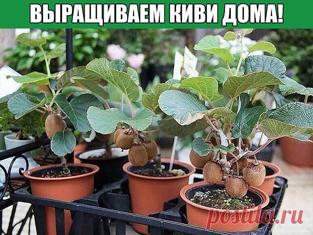 ВЫРАЩИВАЕМ КИВИ ДОМА!