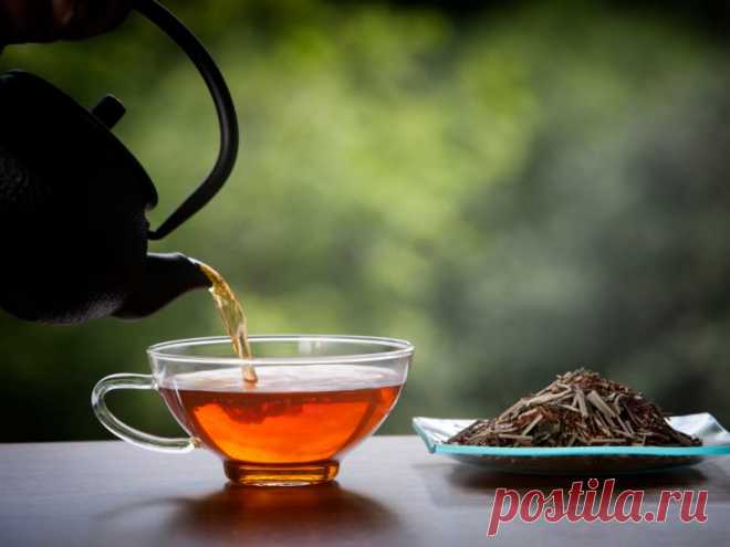 Чай ройбуш: полезные свойства и противопоказания