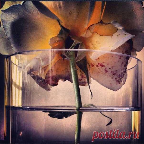“Цветы“ Фотограф Nick Knight