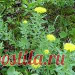 Родиола Розовая или Золотой корень — полезные и лечебные свойства
