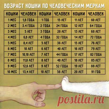 Таблицы, которые помогут узнать, сколько же лет вашим питомцам по человеческим меркам