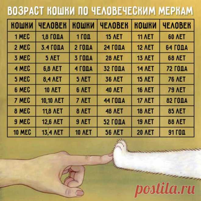 Таблицы, которые помогут узнать, сколько же лет вашим питомцам по человеческим меркам