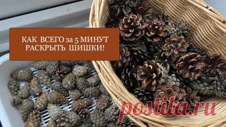 Как ВСЕГО за 5 минут раскрыть шишки! Супер простой и быстрый способ! Вам поможет СВЧ! | Рукодельная Лавка Ольги Суховой | Дзен