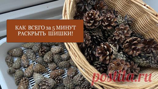 Как ВСЕГО за 5 минут раскрыть шишки! Супер простой и быстрый способ! Вам поможет СВЧ! | Рукодельная Лавка Ольги Суховой | Дзен