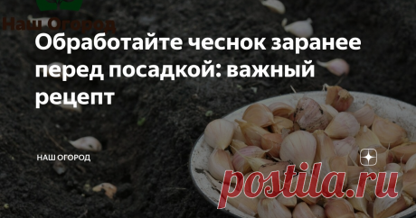 Обработайте чеснок заранее перед посадкой: важный рецепт Залог здорового урожая - правильная подготовка к посадке.
При отборе зубков для посадки лучше отбирать крупные зубки, поскольку мелкие дадут более мелкие луковицы. Однако урожай из мелких зубков часто получаются луковицы с крупными зубками, которые еще в последующем сезоне можно посадить.
Чем же обработать луковицы перед посадкой? Выдерживание чеснока перед посадкой должно быть от 1-5 дней. Препар