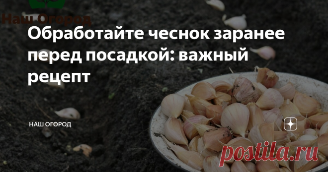 Обработайте чеснок заранее перед посадкой: важный рецепт Залог здорового урожая - правильная подготовка к посадке.
При отборе зубков для посадки лучше отбирать крупные зубки, поскольку мелкие дадут более мелкие луковицы. Однако урожай из мелких зубков часто получаются луковицы с крупными зубками, которые еще в последующем сезоне можно посадить.
Чем же обработать луковицы перед посадкой? Выдерживание чеснока перед посадкой должно быть от 1-5 дней. Препар