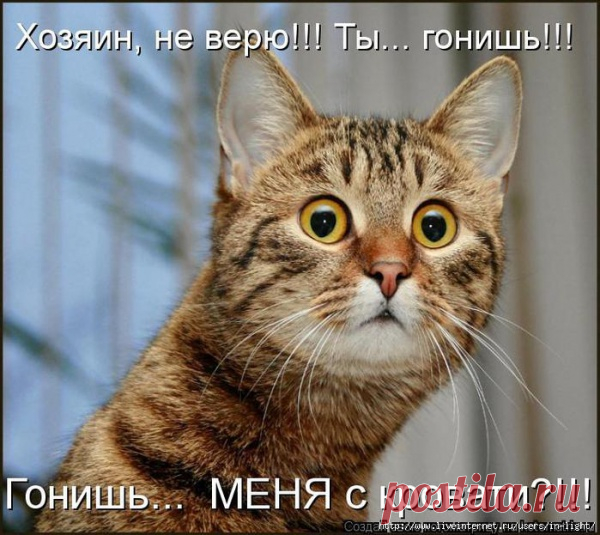 Котик в шоке