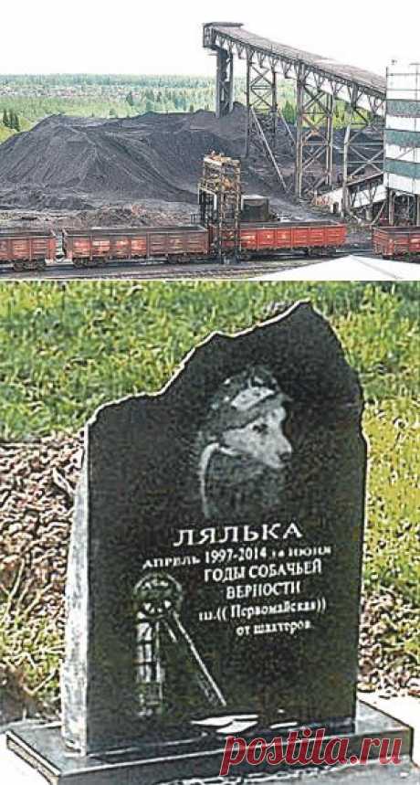 Памятник Ляльке. Дворняга 16 лет проработала на шахте «Первомайская» | Люди | Общество | Аргументы и Факты