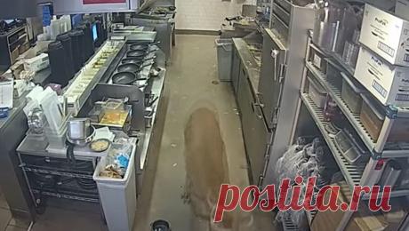 В США олень разбил стекло и забежал в переполненный ресторан, напугав людей. В США олень разбил стекло и забежал в переполненный ресторан, напугав людей, пишет издание UPI. Инцидент произошел днем в штате Висконсин. После того, как олень, выбежавший из леса, оказался внутри помещения, люди начали в панике ...