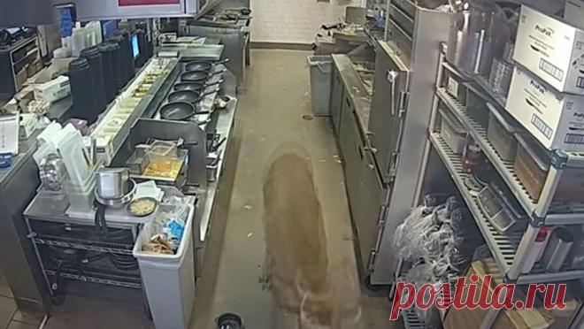 В США олень разбил стекло и забежал в переполненный ресторан, напугав людей. В США олень разбил стекло и забежал в переполненный ресторан, напугав людей, пишет издание UPI. Инцидент произошел днем в штате Висконсин. После того, как олень, выбежавший из леса, оказался внутри помещения, люди начали в панике ...