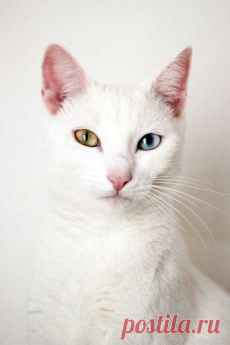 Top 10 interesting facts you didn't know about cats - Искусство здоровой жизни