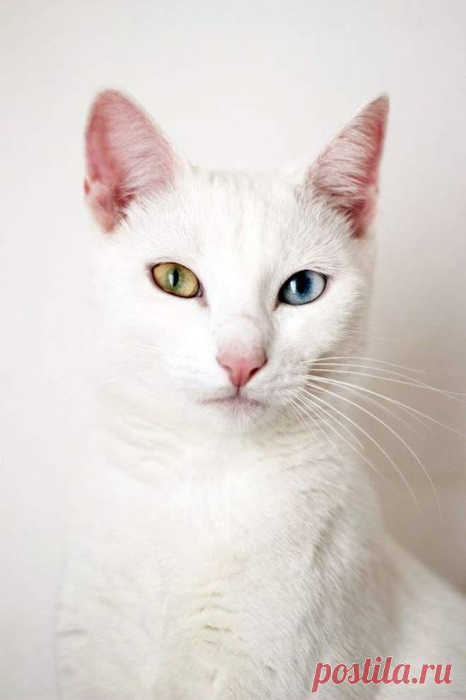 Top 10 interesting facts you didn't know about cats - Искусство здоровой жизни