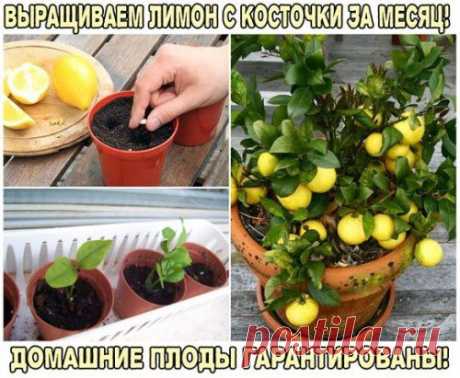 (99+) Одноклассники