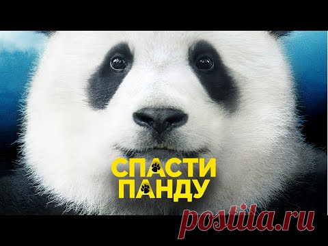 Спасти панду / Mr. Zoo: The... / Видео: Фильмы