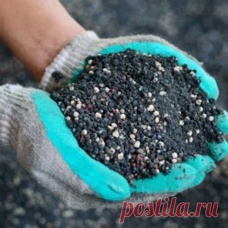 Весенняя подкормка луковичных | Цветы в саду (Усадьба)
