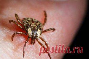 Цветы для начинающих | Самоцветик