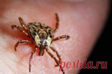 Цветы для начинающих | Самоцветик