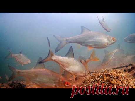 Жареные Семечки Льна или Гаммарус!? Реакция рыбы. Подводная съемка