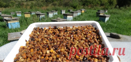 Этот продукт — самое ценное что может дать природа. Заменит половину аптечки.