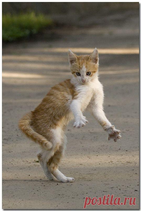 кандибобер