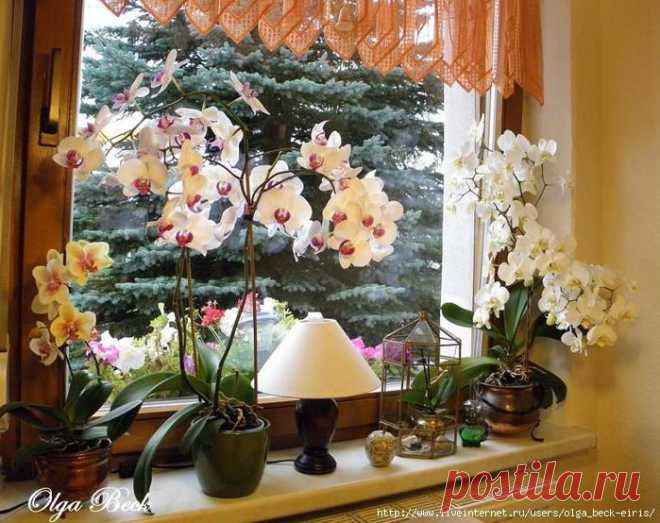 Орхидеи Фаленопсис (Phalaenopsis). Полив.  Когда нужно поливать орхидею.