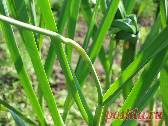 Чеснок - последняя подкормка, удаление стрелок, уборка. | Сельская Жизнь | Яндекс Дзен