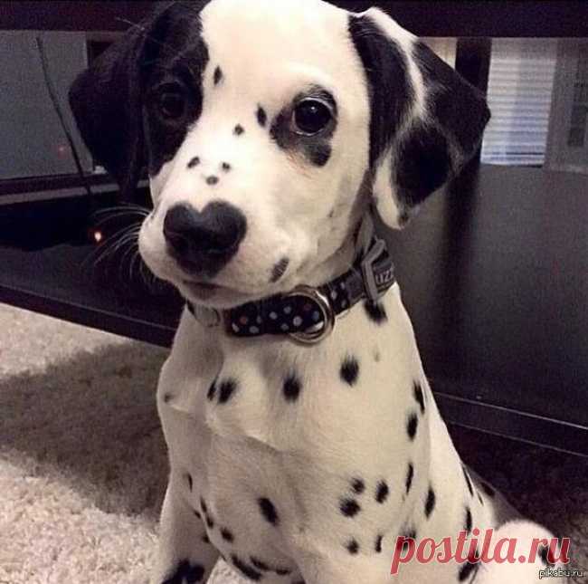 15 собак, которых природа раскрасила с юмором