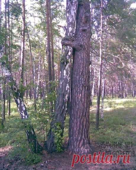 "Но однажды утром шум в лесу раздался... Это дуб к берёзе взял и перебрался..."