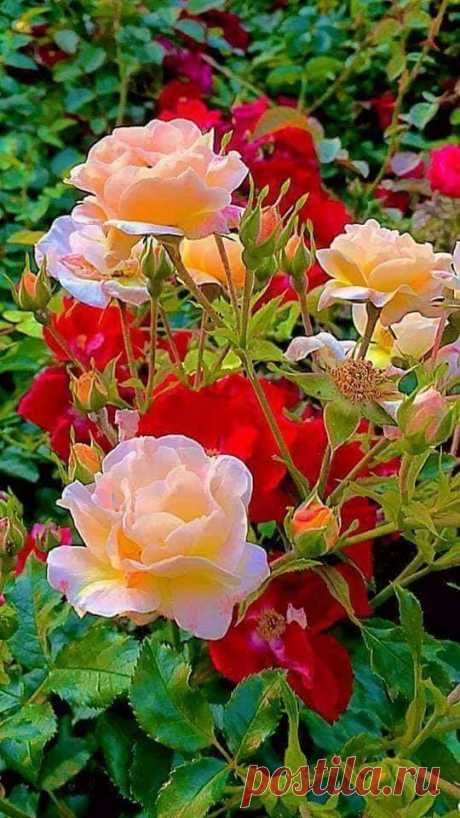 Երբ խոսքերն ավելորդ են...Նրբություն.....❤️🥀
Բնությունը նվիրում է մեզ գեղեցկություն, որպեսզի նրանով հիանանք ․․․Բնության գեղեցկությունը կատարյալ է...․Մաղթում եմ բոլորիս հիանալ աշուն! Մի մոռացեք, որ կարևոր եղանակը այն է, որ մարդու հոգում է, ոչ թե դրսում!
Թող ձեզ շրջապատի միայն գեղեցկությունը, նրբությունը և երջանկությունը, այնքան որքան կտեղավորվի ձեր սրտերում !Հաճելի,ջերմ և խաղաղ օր մեզ բոլորիս․․․ամենքիս