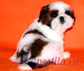 Помет О - HASHANAH HOT N SPICY + CHESVET LINE ZIPPY FUNNY GIRL