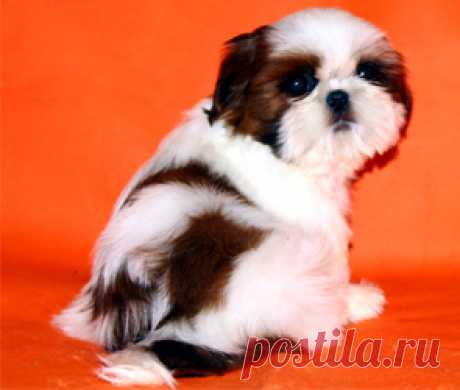 Помет О - HASHANAH HOT N SPICY + CHESVET LINE ZIPPY FUNNY GIRL