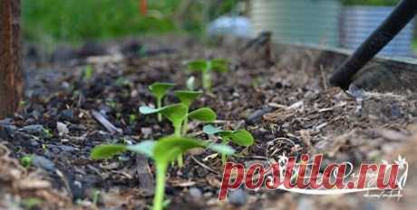 На холоде рассада крепче! Хотелось поделиться своим небольшим, но опытом…