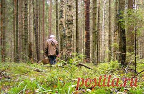 Как не заблудиться в лесу. И что делать, если это случилось