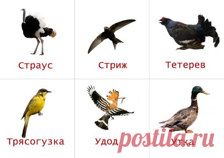 ♥ РАННЕЕ РАЗВИТИЕ ДЕТЕЙ ♥ делаем детство ярче ♥
