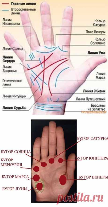 Профессия написана на вашей ладони.