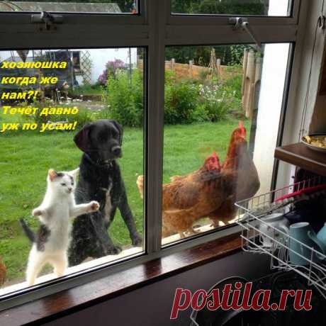 ВИДИТ ОКО, ДА ХОЗЯЙКА НЕ ДАЁТ