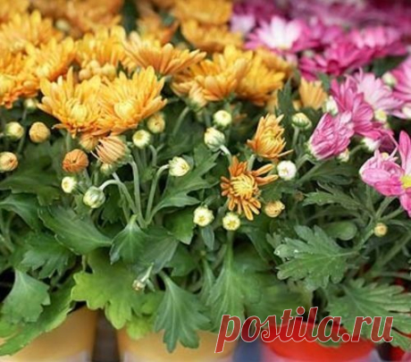 Секреты выращивания горшечных хризантем