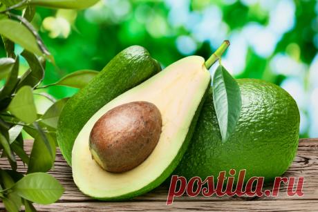 Интересные факты об авокадо Авокадо — цветущее растение, принадлежащее к семейству лавровых. Это растение родом из Мексики, но сегодня его можно найти по всему миру.