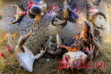 Выбраны лучшие снимки дикой природы 2021 года - Новости Mail.ru