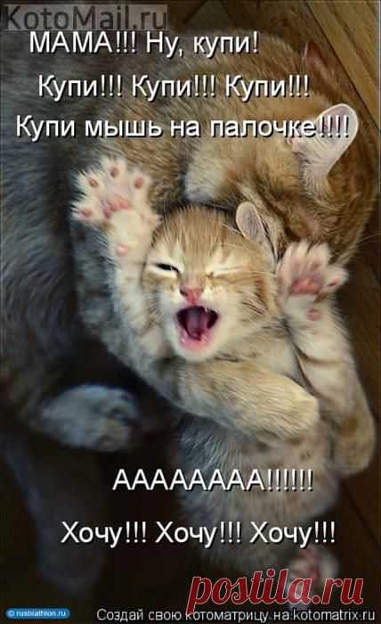 Летающий красавчик))) | KotoMail.ru