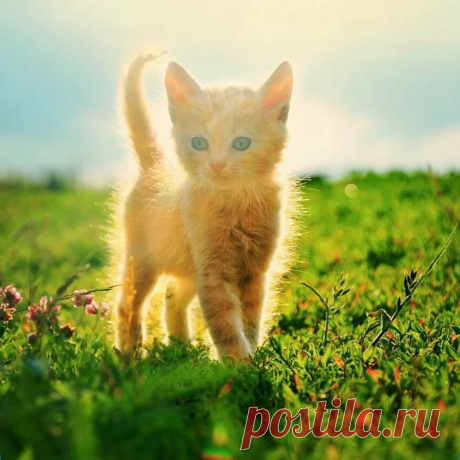 Солнечный котик Люб⁠⁠ – хранитель лада в семье...⁠⁠ ЛУЧшие рыжие котики с просторов инета: )