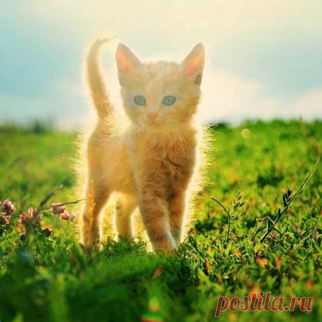 Солнечный котик Люб⁠⁠ – хранитель лада в семье...⁠⁠ ЛУЧшие рыжие котики с просторов инета: )