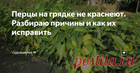 Перцы на грядке не краснеют. Разбираю причины и как их исправить | Садовый рай 🌱 | Яндекс Дзен